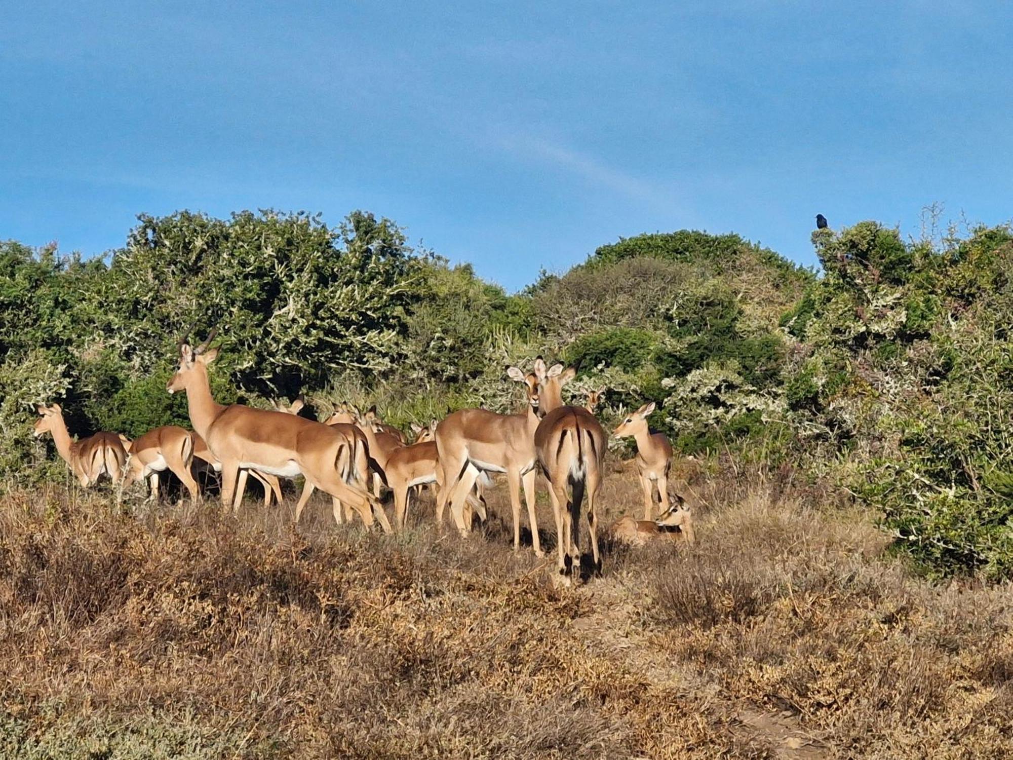 Harmony Luxury Tents & Safari Addo Exterior photo