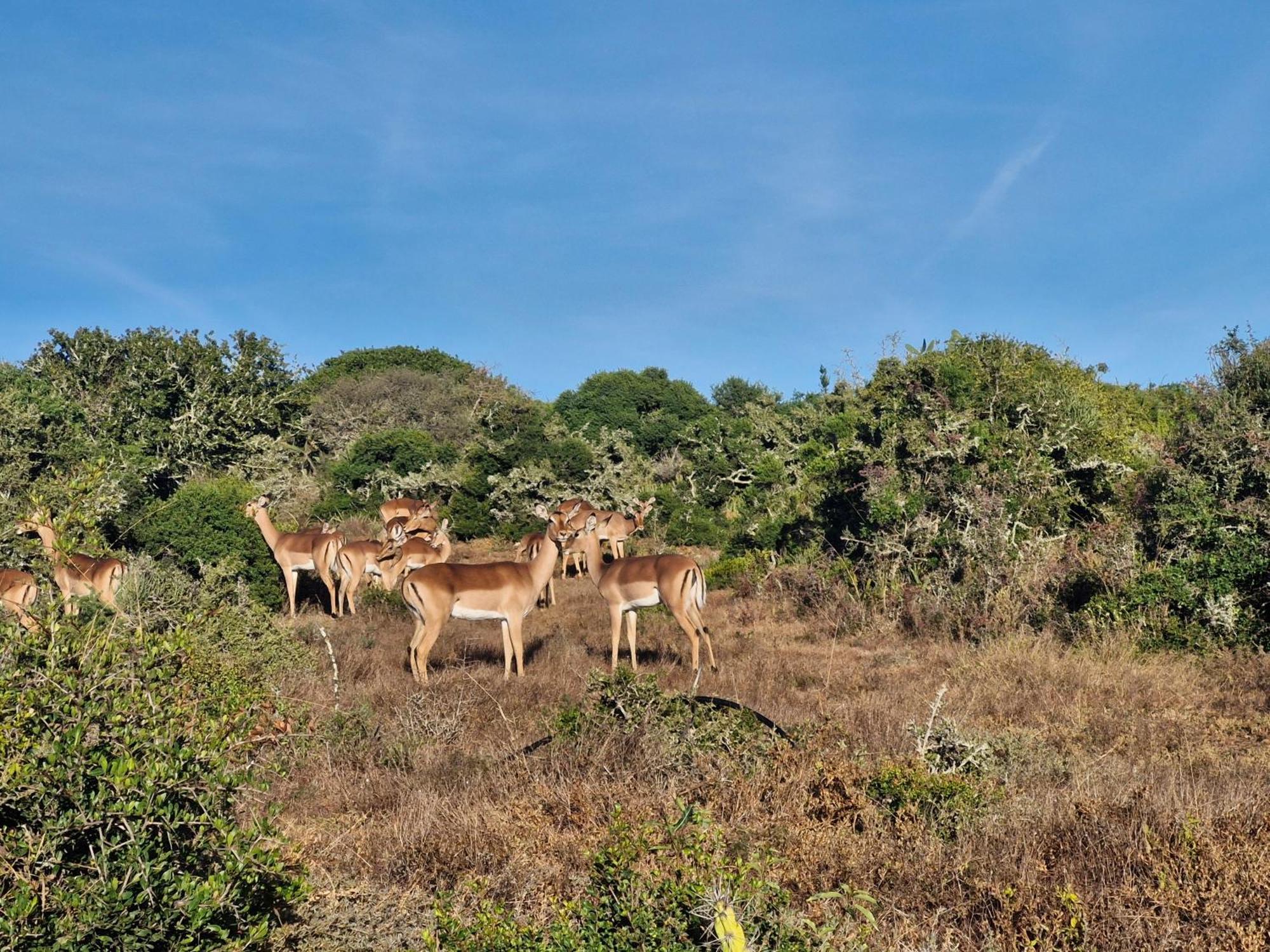 Harmony Luxury Tents & Safari Addo Exterior photo