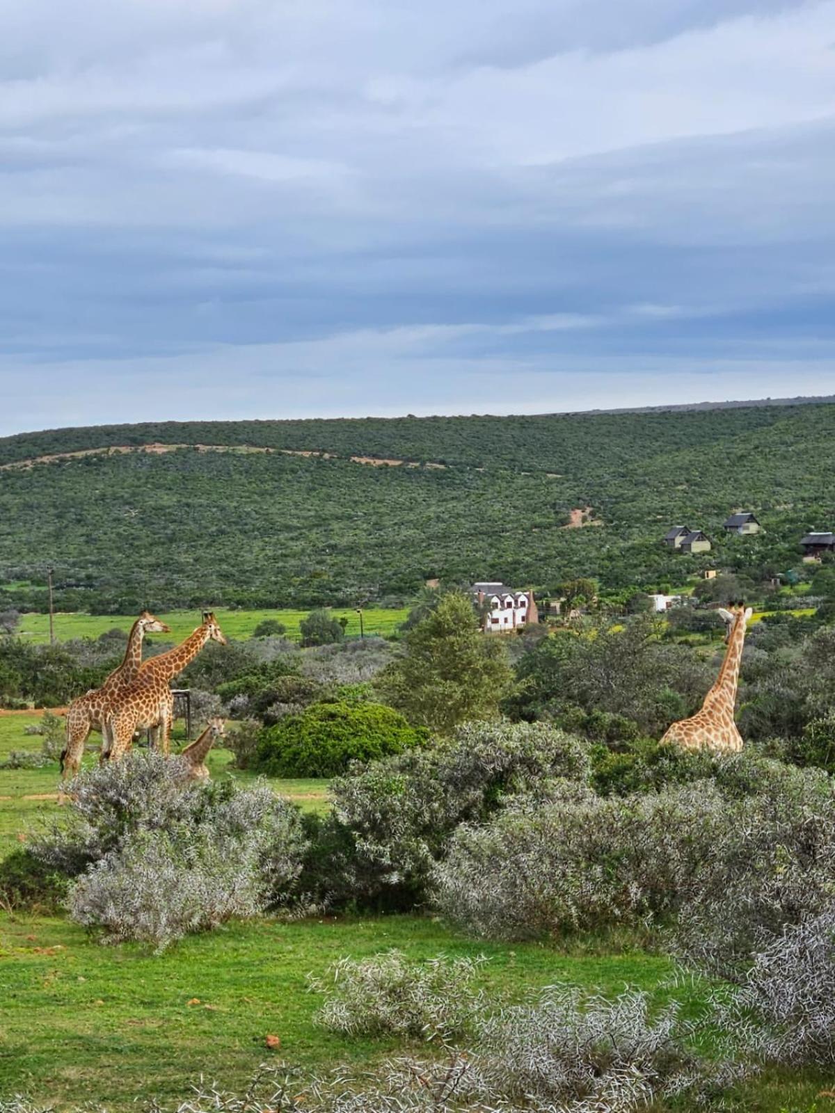 Harmony Luxury Tents & Safari Addo Exterior photo