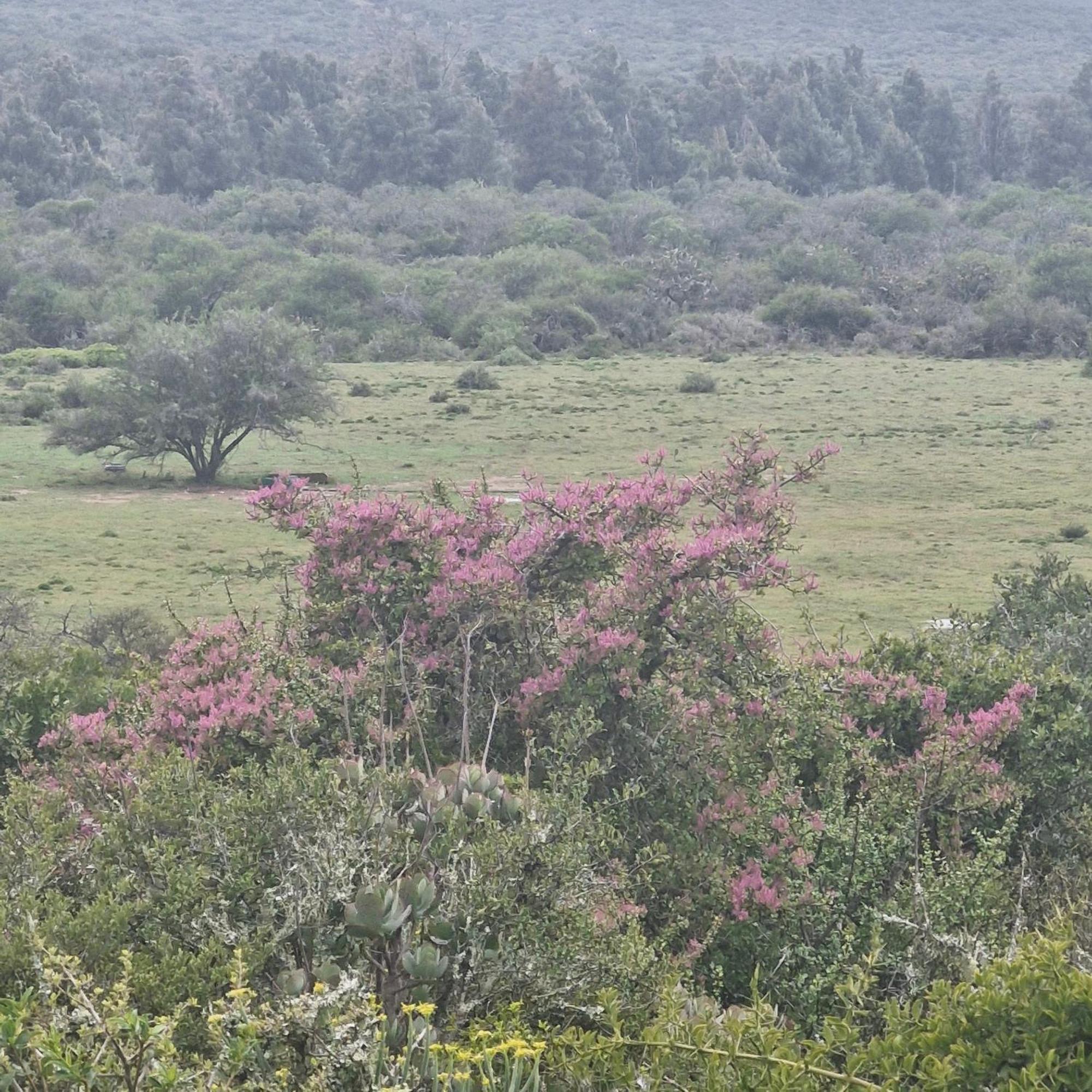 Harmony Luxury Tents & Safari Addo Exterior photo