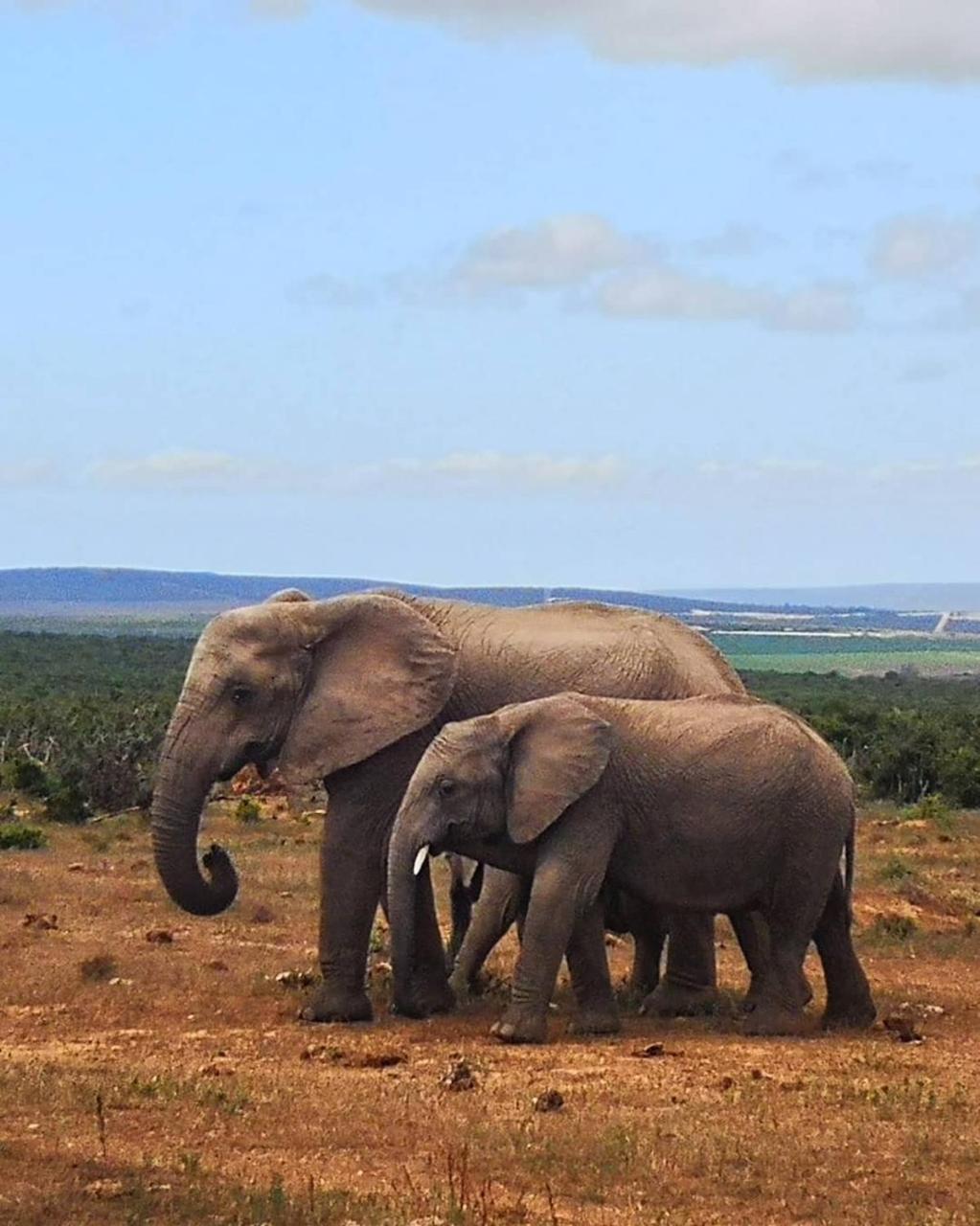 Harmony Luxury Tents & Safari Addo Exterior photo